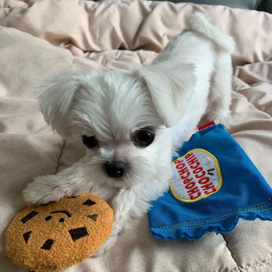 Chocolate chip cookie dog toy best sale